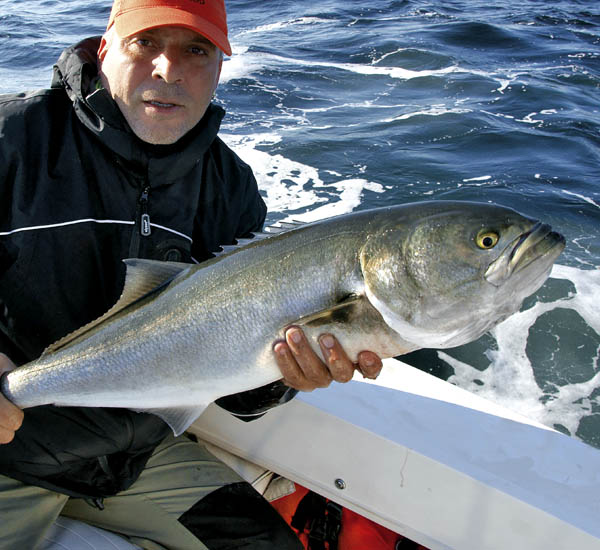 Fliegenfischen auf Bluefish